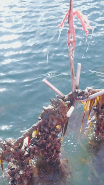 Mussels being harvested from the sea.