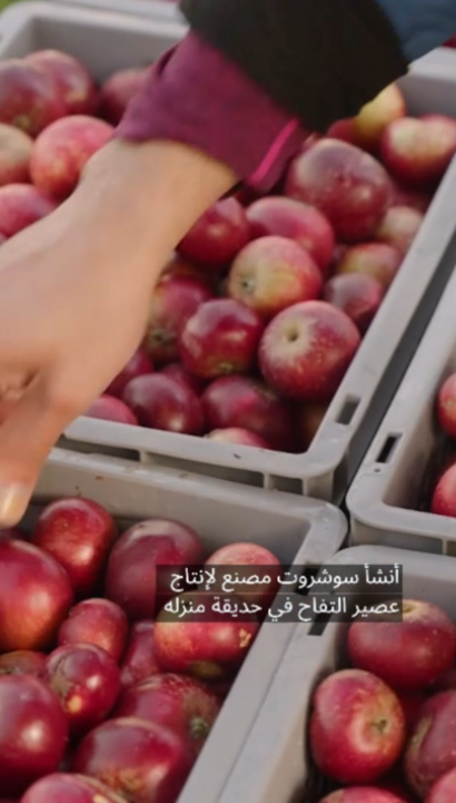 Sorting apples.