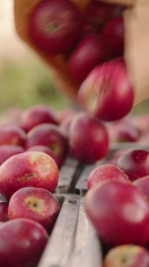 Red apples from a paper bag.